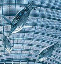 AirPenguin