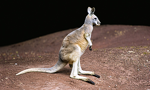 Natural role model: the kangaroo and its unique anatomy