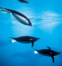 AquaPenguin