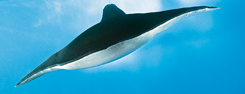 Aqua_ray