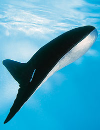 Aqua_ray