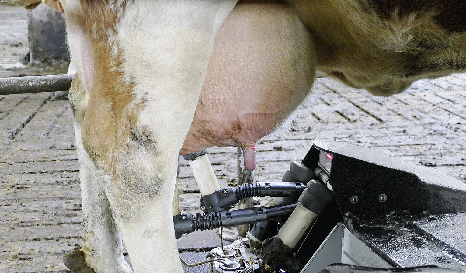 Der Melkroboter scannt das Euter der Kuh ab und bringt die Melkbecher an die Zitzen.