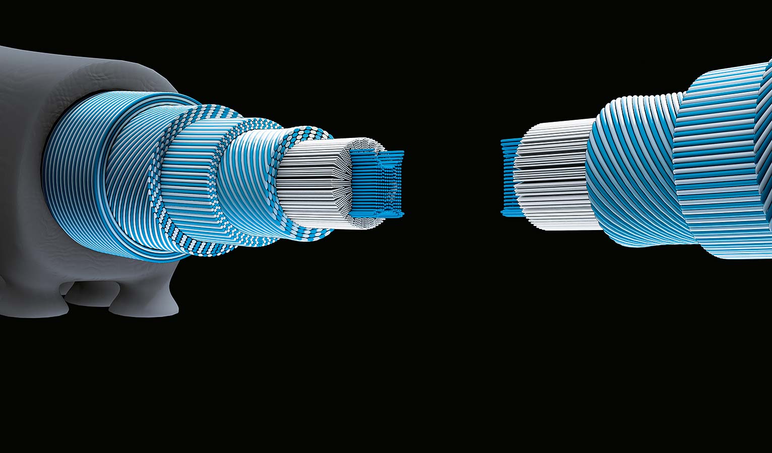 The muscle fibres in an octopus’ tentacle run in different directions