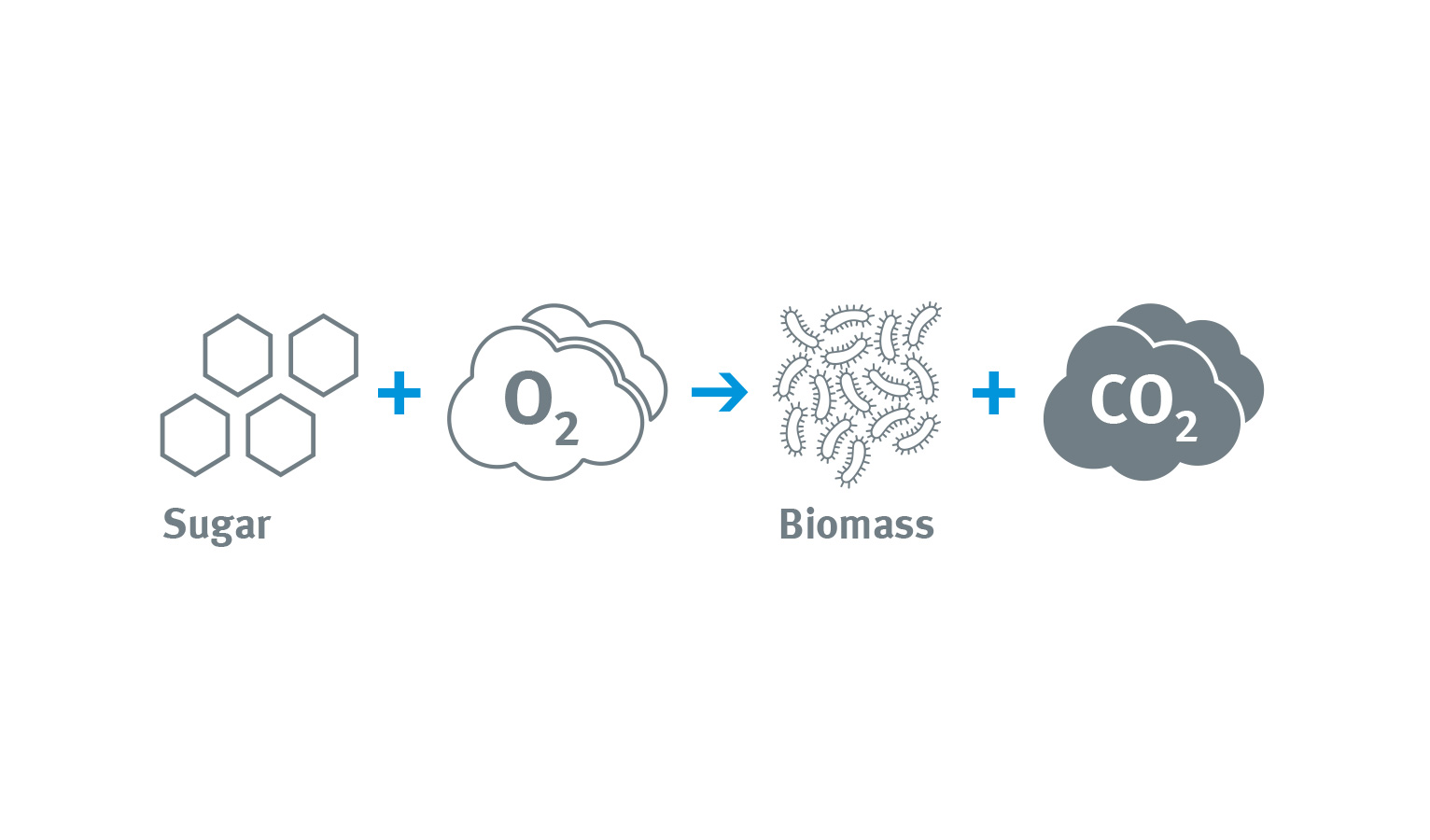 En gros, l’alimentation en sucres et en oxygène conduit à la croissance de la biomasse. Le produit métabolique de la biomasse est le CO2.