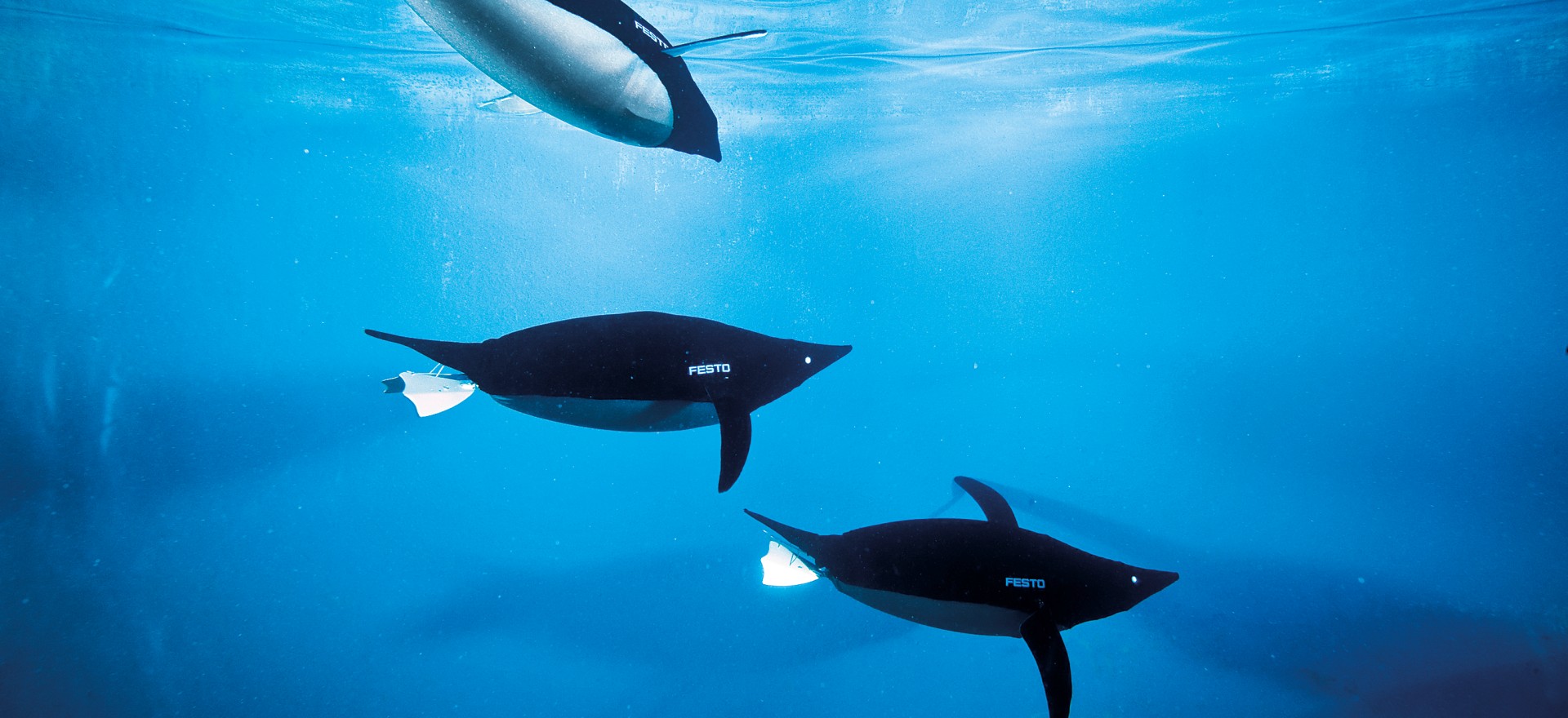 AquaPenguins: selbstständig navigieren in alle Richtungen 