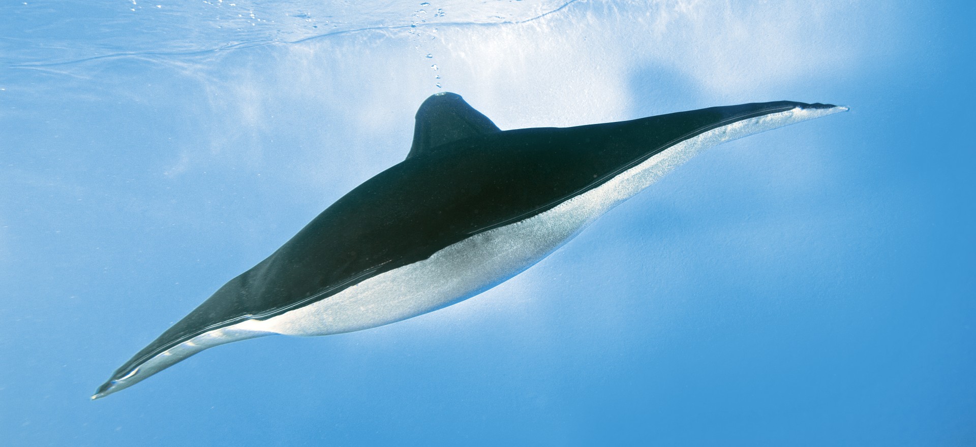Festo Aqua_ray: inspiriert vom Mantarochen 