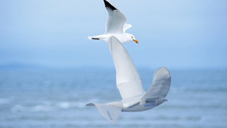 Smart bird sale festo