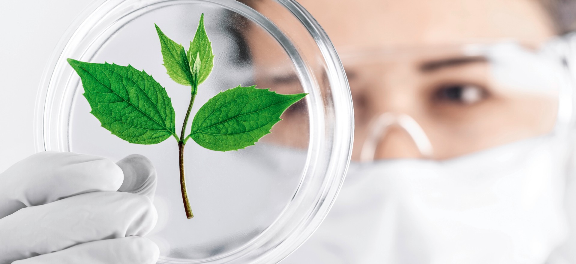 Técnica de laboratorio examina la hoja de una planta en una placa de Petri