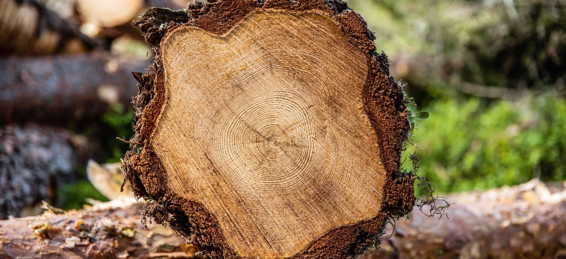 Розпилювання колоди від компанії Norra TImber