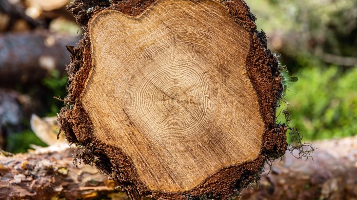 Norra Timber Stamm 목재 절단