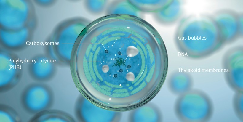 Structure of the algae cell: recovery of PHB for bioplastics