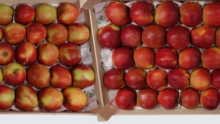 Apples