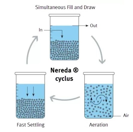 Nereda® Cyclus