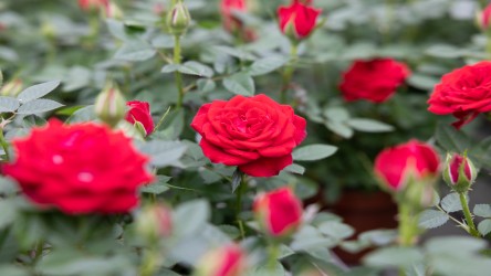 Vermeerdering rozetplanten automatiseren met ventieleiland VTUX