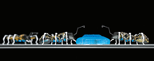 Destaque da rede de ensino Bionic Learning Network 2015: BionicAnts